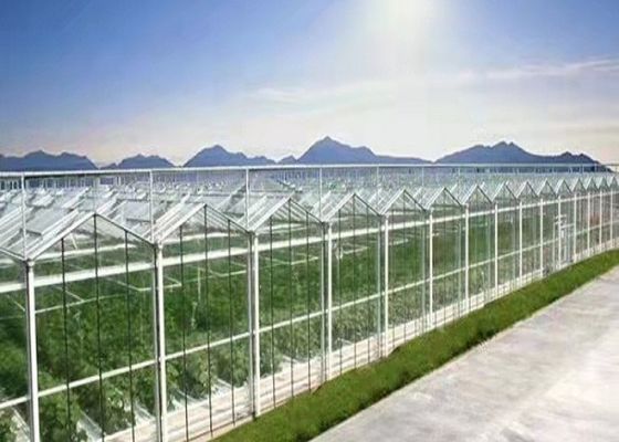 Plantación total del invernadero de cristal de Daman Venlo de la inmersión caliente de los tomates galvanizada