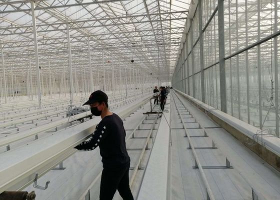 Plantación total del invernadero de cristal de Daman Venlo de la inmersión caliente de los tomates galvanizada