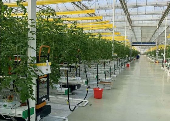 Plantación total del invernadero de cristal de Daman Venlo de la inmersión caliente de los tomates galvanizada