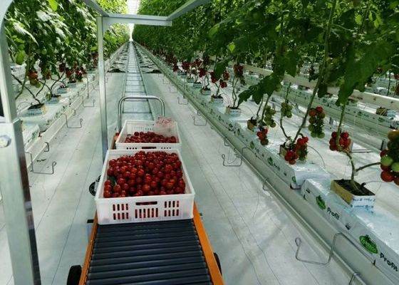 Plantación total del invernadero de cristal de Daman Venlo de la inmersión caliente de los tomates galvanizada