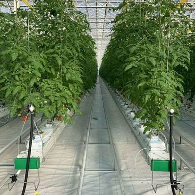 Experimento para enseñar el cultivo de tomate en invernadero de vidrio