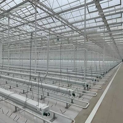 Experimento para enseñar el cultivo de tomate en invernadero de vidrio