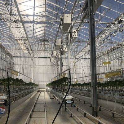 Experimento para enseñar el cultivo de tomate en invernadero de vidrio