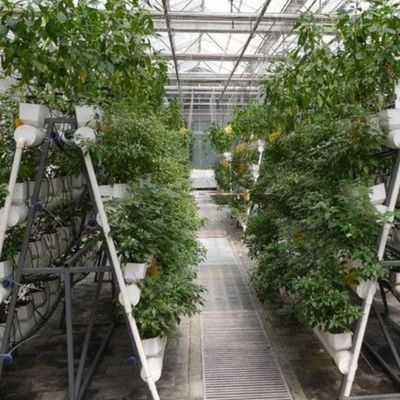 Experimento para enseñar el cultivo de tomate en invernadero de vidrio