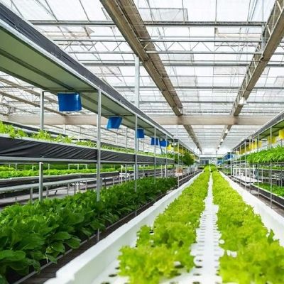 Establecimiento de múltiples capas del cultivo del invernadero de cristal Soilless vegetal de la cultura