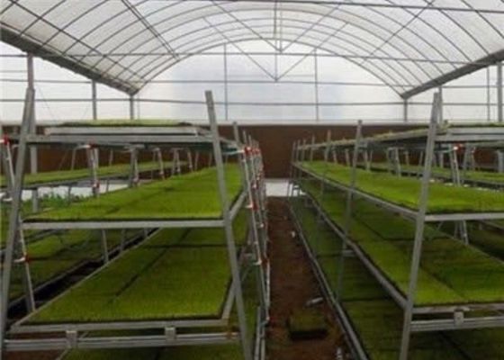 Cría de cristal formada de encargo de la cama del invernadero/del cuarto de niños del almácigo/semillero movible