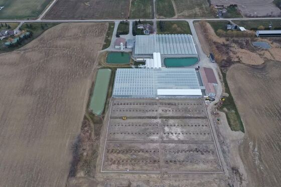 Invernadero de vidrio para turismo Wenluo - Invernadero de cultivo de vegetales a gran escala