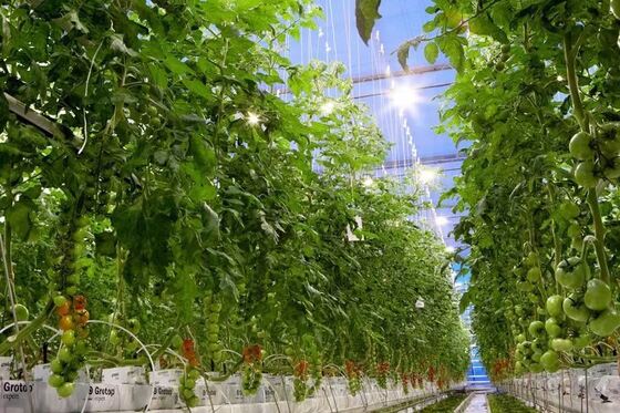 Invernadero de vidrio para turismo Wenluo - Invernadero de cultivo de vegetales a gran escala