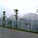 Invernadero de película de PO de envergadura continua para aumentar el rendimiento de los vegetales