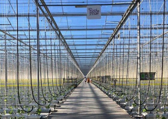 Invernadero de vidrio de turismo de Venluo - Invernadero para la plantación de vegetales a gran escala