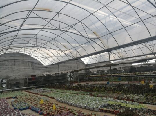 Invernadero de película de polietileno de envergadura continua utilizado para aumentar el rendimiento de los vegetales y acelerar el proceso de maduración de los vegetales