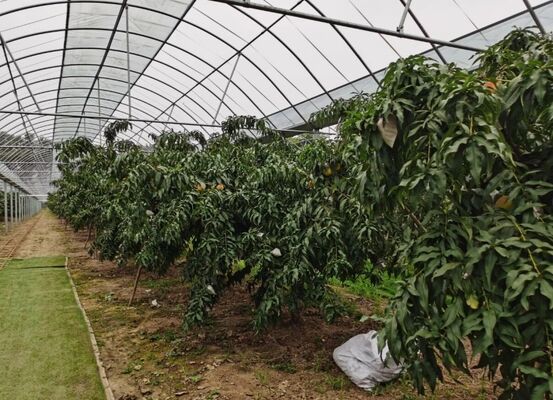 Invernadero de vidrio turístico de Wenlu - Invernadero para la plantación de frutas a gran escala