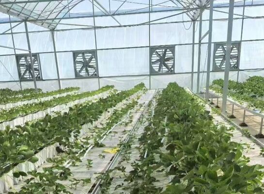 Invernadero para el cultivo de frutas, gran invernadero de vidrio para turismo Woonloos