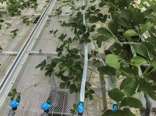 Invernadero para el cultivo de frutas, gran invernadero de vidrio para turismo Woonloos